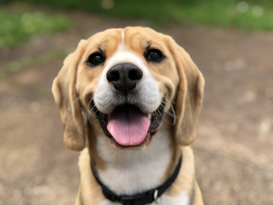 Beagle looking up with a curious expression